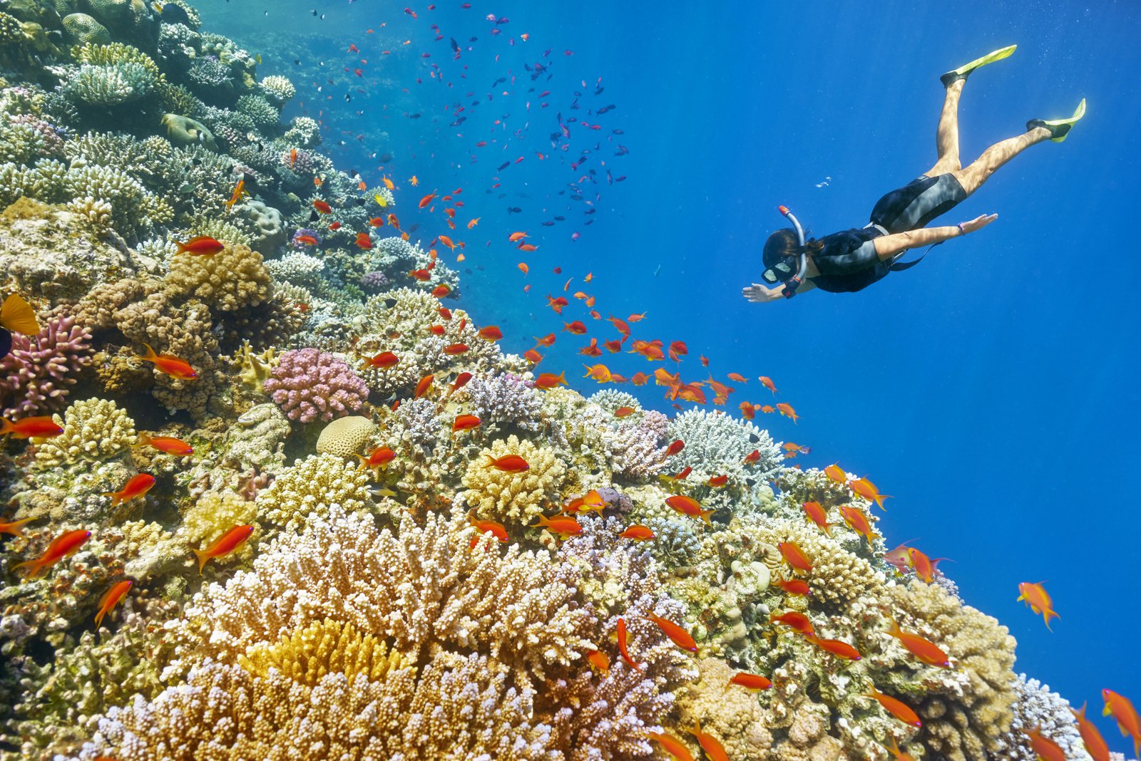 Sinai and Red Sea Egypt
