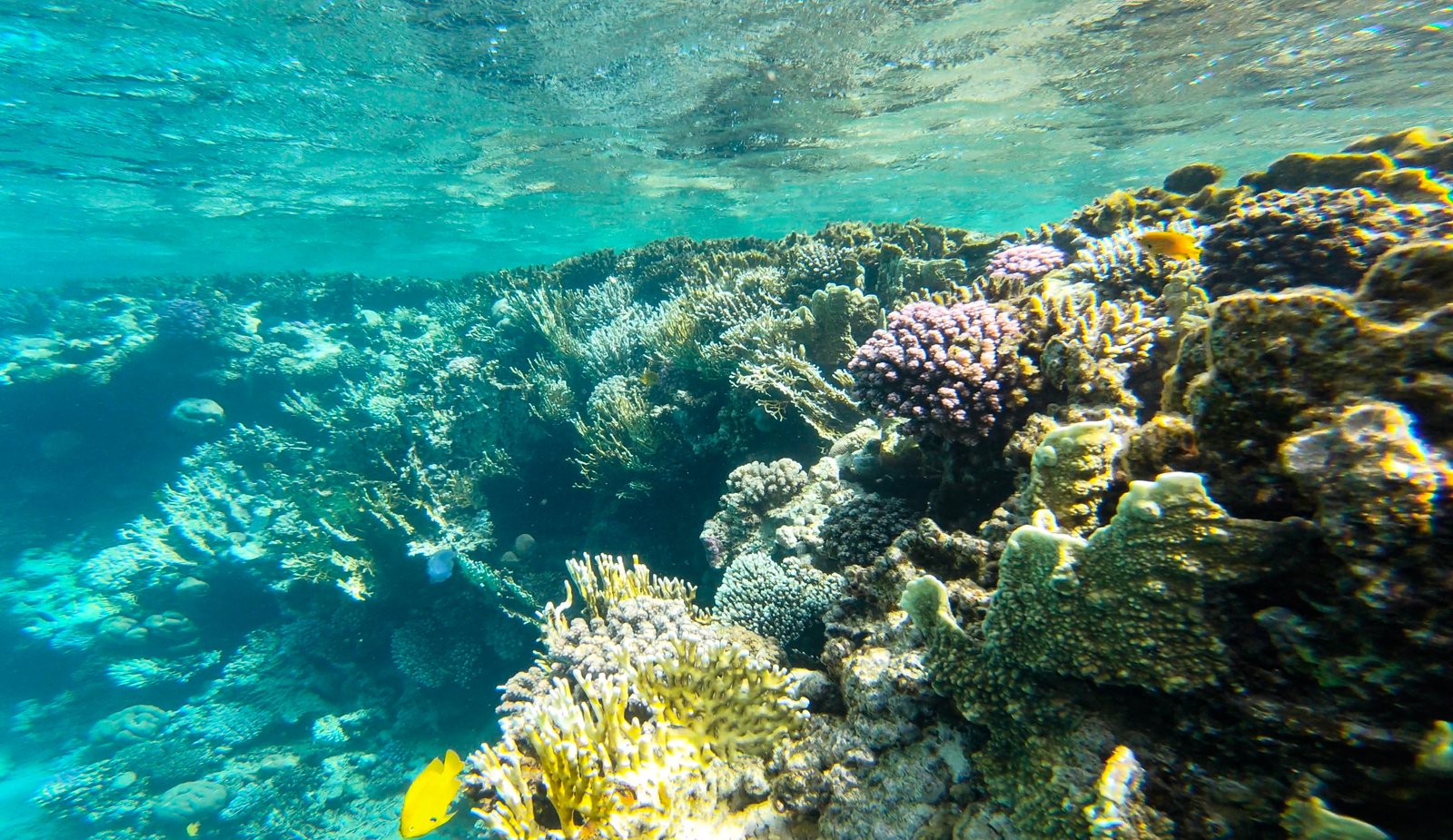 Sinai and Red Sea Egypt