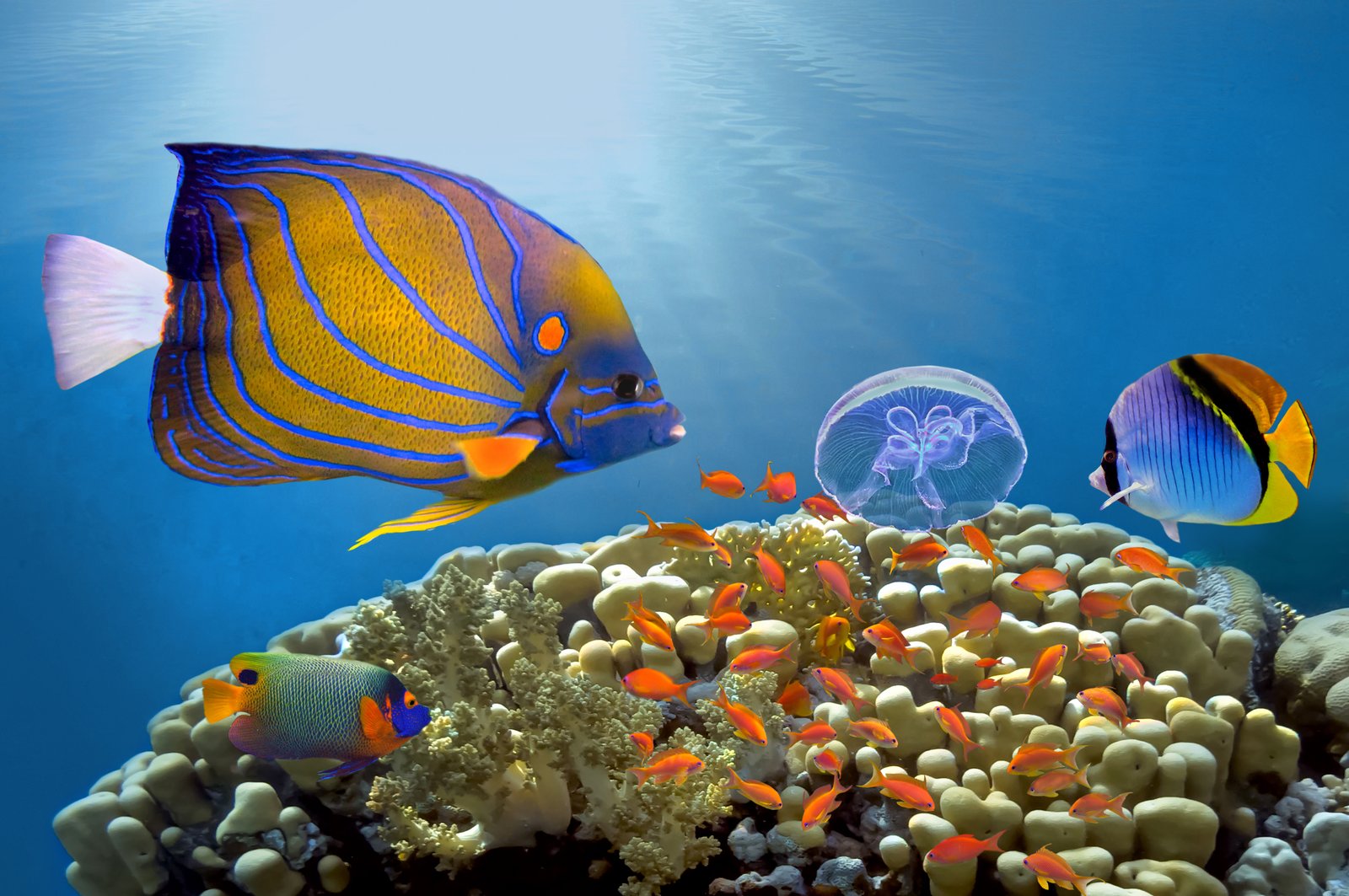 Sinai and Red Sea Egypt