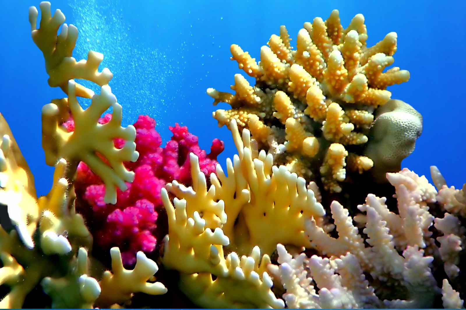 Sinai and Red Sea Egypt