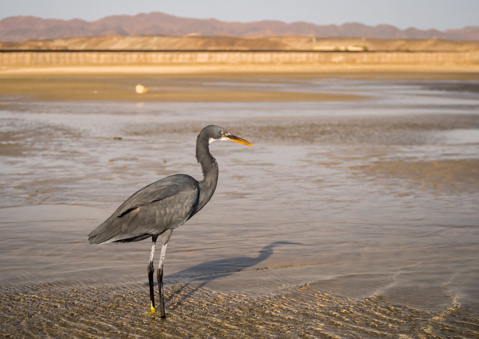 Sinai and Red Sea Egypt