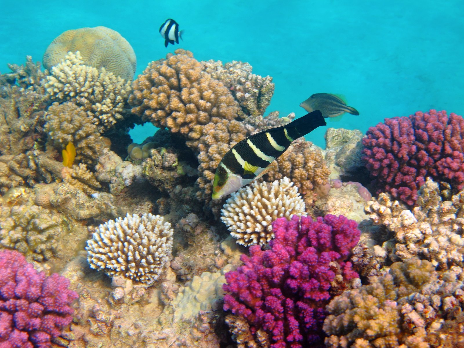 Sinai and Red Sea Egypt