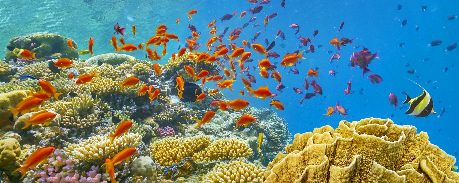 Sinai & The Red Sea